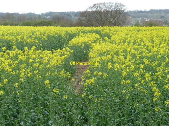 Photo 6"x4" Gappy oilseed rape crop Bardsey c2012