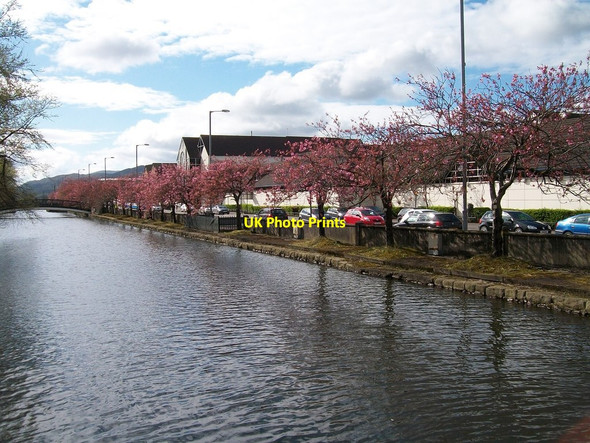 Photo 6"x4" Cherry blossom along the banks of the Newry Canal Newry c2012