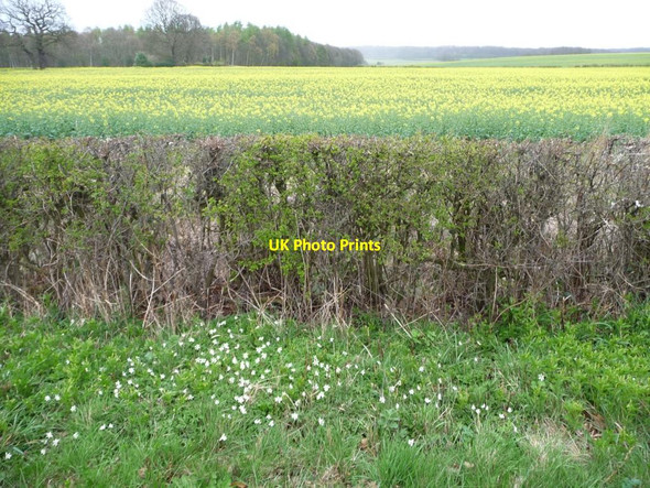 Photo 6"x4" Spring colours east of Holme Farm Lane Bardsey c2012