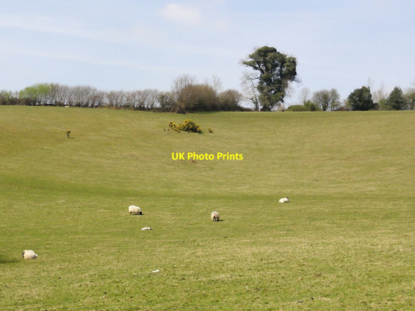 Photo 6"x4" Sheep Pasture Ashburton c2012