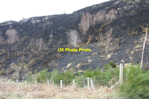 Photo 6"x4" Creag Dubh, beside the River Beauly Eskadale c2012