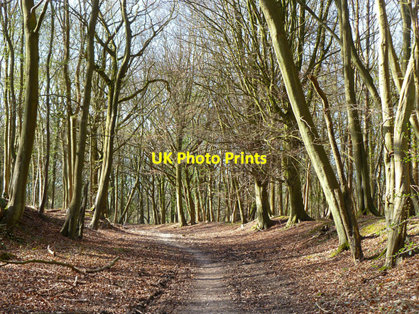 Photo 6"x4" Woodland, Aston Rowant Crowell Hill c2012