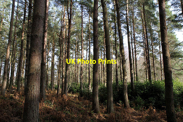 Photo 6"x4" Pine woodland at the Moor Ancrum c2012