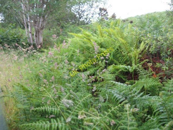 Photo 6"x4" Roadside ferns, flowers and trees above Loch Venachar, Trossachs Kilmahog c2008
