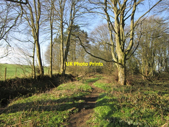 Photo 6"x4" Walking south in High House Plantation Harlow Hill\/NZ0768 c2012
