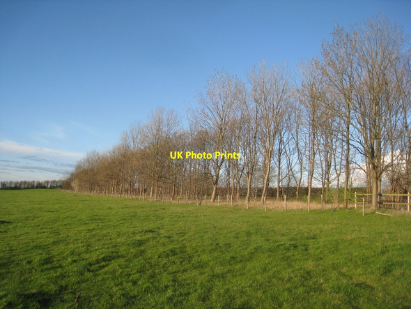Photo 6"x4" Plantation on top of the ridge, Staunton in the Vale Staunton in the Vale c2012