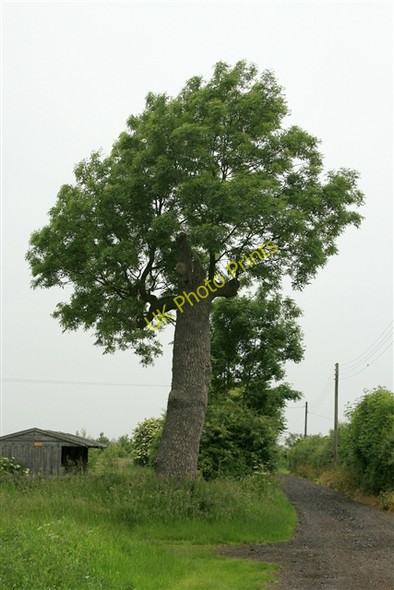 Photo 6"x4" Oak tree, Broadings Lane Laneham c2008