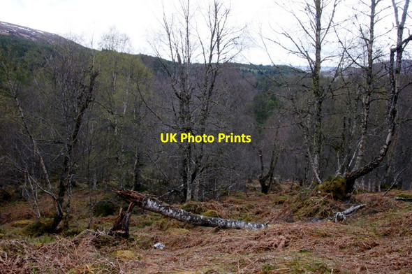 Photo 6"x4" Fallen birch tree, Glen Affric Tomich\/NH3027 c2012