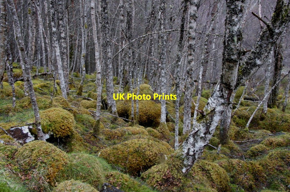 Photo 6"x4" Birch woodland in Glen Affric Tomich\/NH3027 c2012 P1