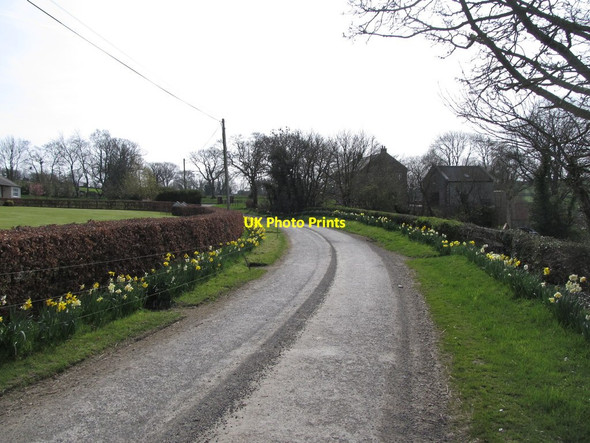 Photo 6"x4" Spring blooms along the Bronte Road Milltown\/J1436 c2012