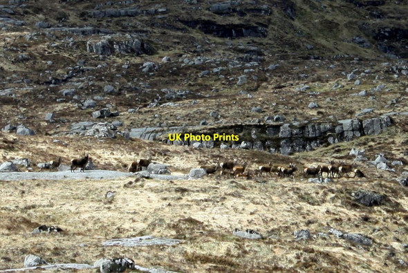 Photo 6"x4" Red deer north of Beinn Bheag Beinn Bheag\/NN0542 c2012