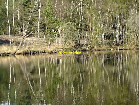Photo 6"x4" The fishpond, Chobham Common: birches and their reflections Stanners Hill c2012