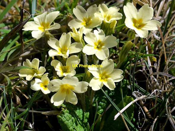 Photo 6"x4" Dwarf primroses, valley of Carey Burn Middleton Hall\/NT9825 c2012