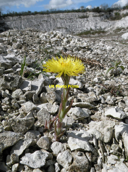 Photo 6"x4" The Pioneer Cherry Hinton c2012