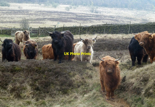 Photo 6"x4" Cattle on open moorland Curbar c2012