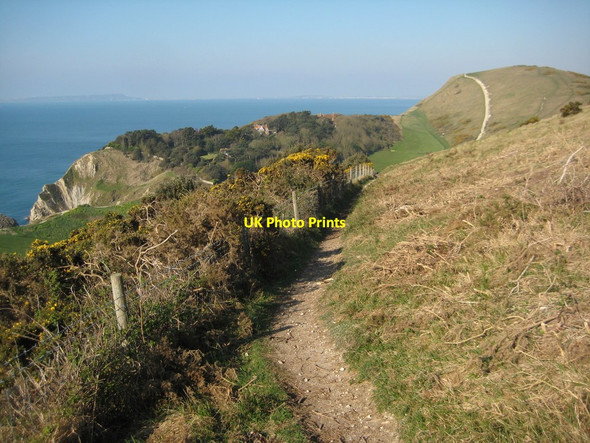 Photo 6"x4" Coast path above Lulworth Cove West Lulworth c2012
