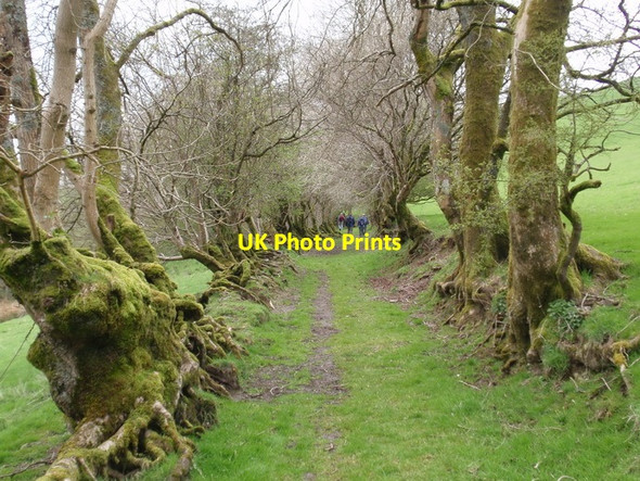 Photo 6"x4" Hen heol Geufron  \/ Geufron old road Llanwrtyd Wells c2012