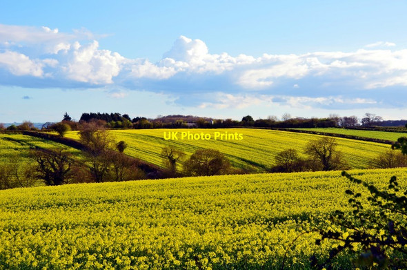 Photo 6"x4" Stalbridge: View from Park Wall of Rapeseed Fields Stalbridge c2012