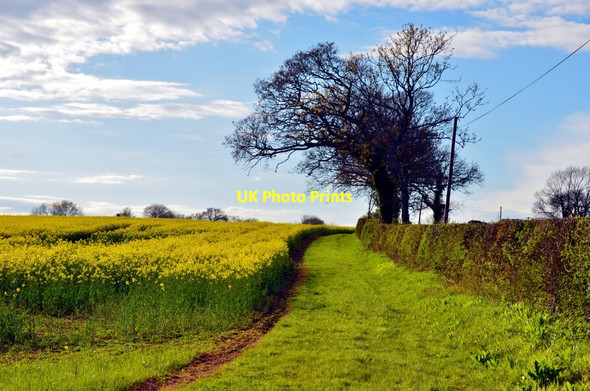 Photo 6"x4" Stalbridge: View Parallel to Park Wall Road of Rapeseed Fields Stalbridge c2012