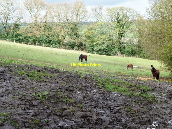 Photo 6"x4" Horses grazing at Busty Bank Rowlands Gill c2012