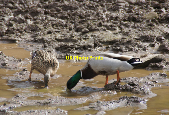 Photo 6"x4" Mallards (Anas platyrhynchos), Auchingarrich Cowden\/NN7720 c2012