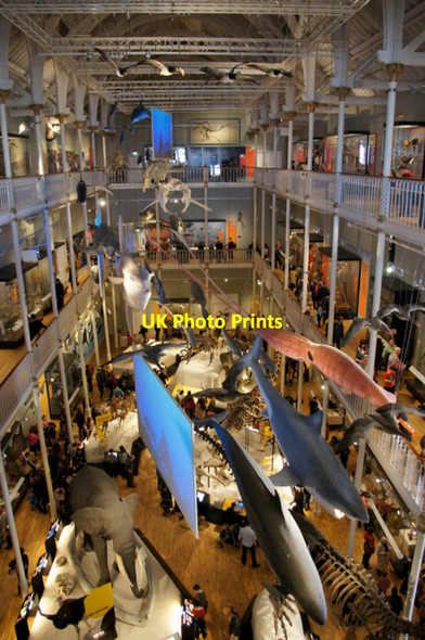 Photo 6"x4" The natural history hall in the National Museum of Scotland Edinburgh c2012