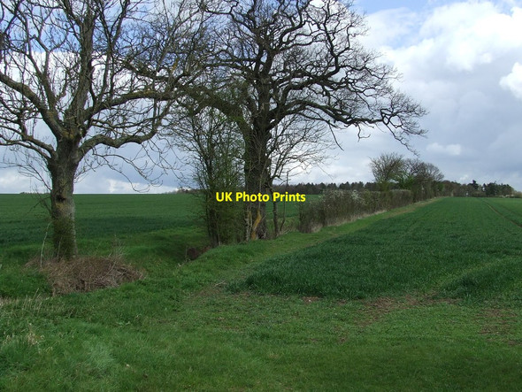 Photo 6"x4" Field Boundary Saffron Walden c2012