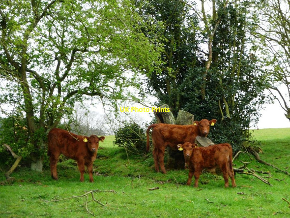 Photo 6"x4" Cattle in woodland, south of Lead Road Coalburns c2012