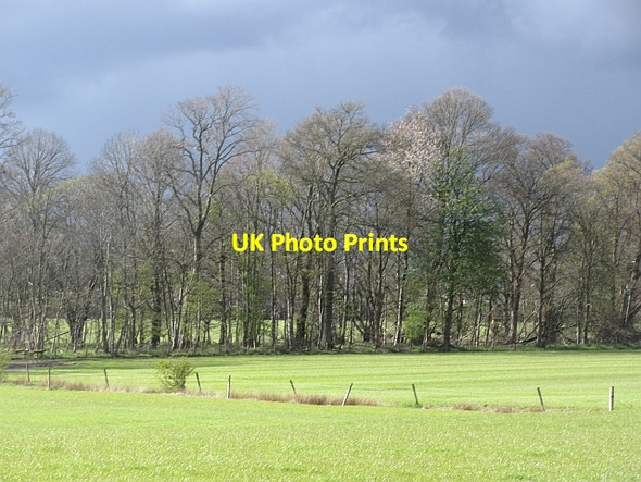 Photo 6"x4" Woodland, Boquhan Culmore\/NS6796 c2012