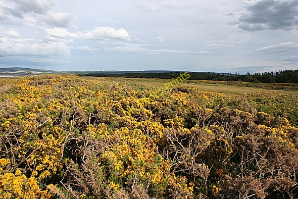 Photo 6"x4" Whins by the Spey Bay Golf Course Nether Dallachy\/NJ3663 c2008