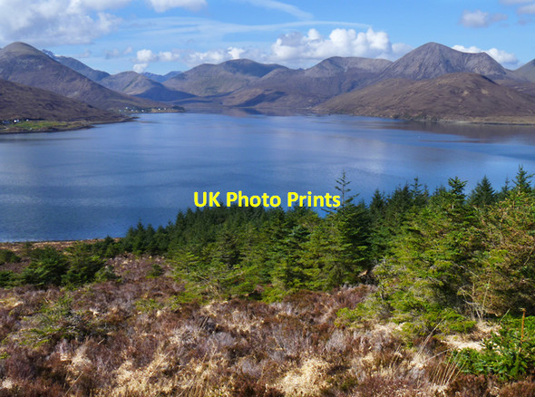 Photo 6"x4" Forestry plantation on Scalpay Moll c2012