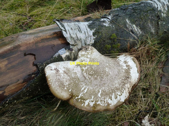 Photo 6"x4" Birch polypore on fallen tree Moorhall\/SK3074 c2012