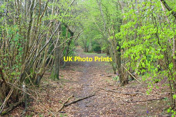 Photo 6"x4" Blind Lane Ebernoe c2012