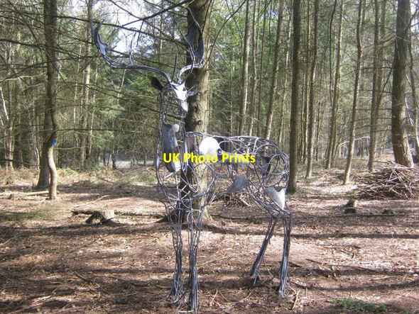 Photo 6"x4" Metal Stag in the Wyre Forest Callow Hill\/SO7473 c2012