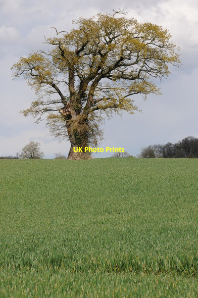 Photo 6"x4" Oak tree in a wheat field Tetbury c2012