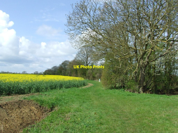 Photo 6"x4" Footpath And Field Of Rape Wetherup Street c2012