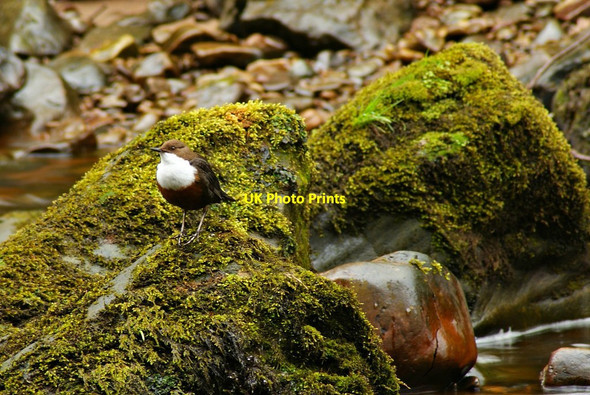 Photo 6"x4" Dipper on the Lyne Prior Rigg\/NY4668 c2012