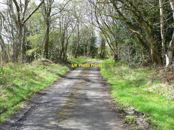 Photo 6"x4" Lane on the southern edge of Ragpathside Plantation Cornsay c2012