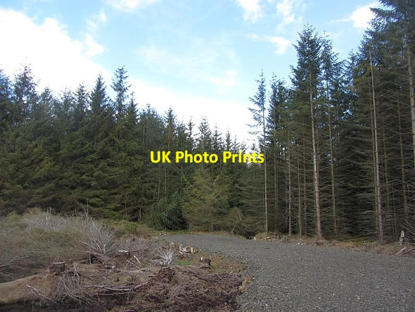 Photo 6"x4" A short logging road, Carnwath Moss West End\/NS9646 c2012