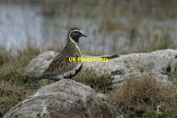 Photo 6"x4" Golden Plover (Pluvialis apricaria) in Tirry Bay Tirryside c2012