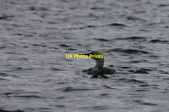 Photo 6"x4" Black-throated Diver (Gavia arctica) Tirryside c2012