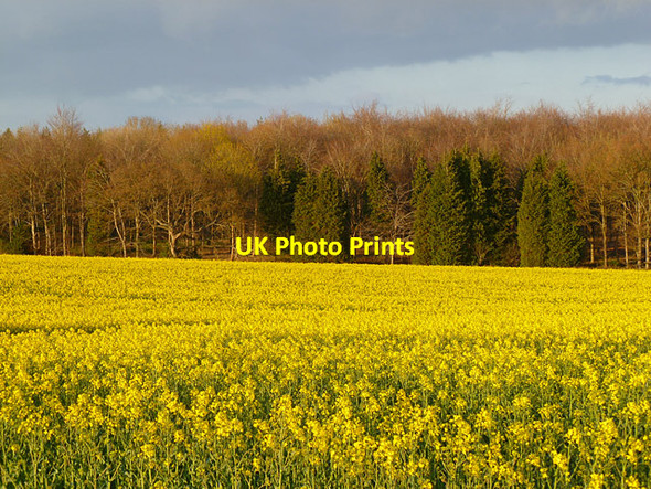 Photo 6"x4" Farmland, Everleigh East Everleigh c2012
