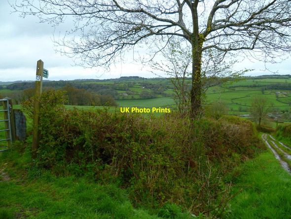 Photo 6"x4" Orange Way in Devon and Torbay (476) Dalwood c2012