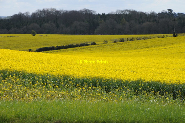 Photo 6"x4" Oilseed rape near Tiltups End Barton End c2012