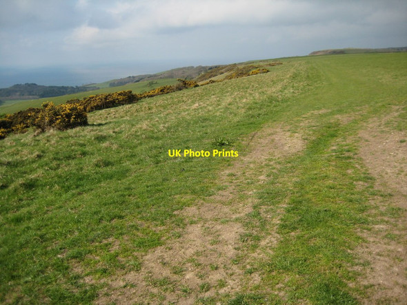 Photo 6"x4" On White Hill Abbotsbury\/SY5785 c2012