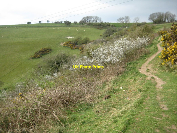Photo 6"x4" Portesham down  Portesham c2012