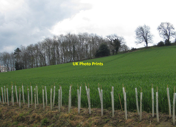 Photo 6"x4" New hedgerow Firby\/SE7466 c2012