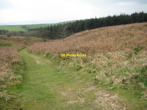 Photo 6"x4" Black Down  Coryates c2012