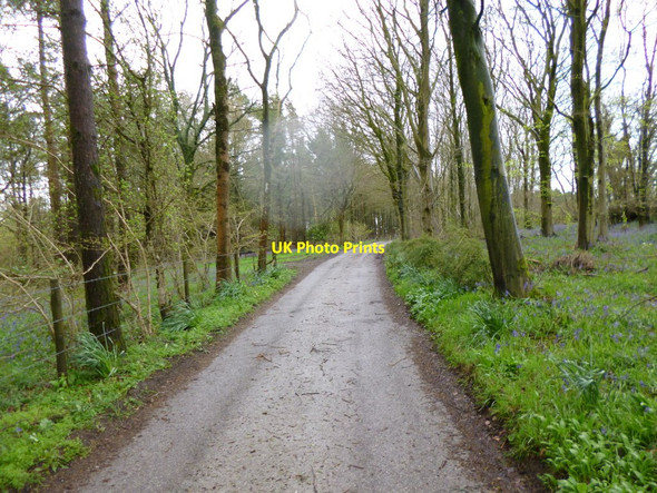 Photo 6"x4" Bulbarrow, lane Woolland c2012