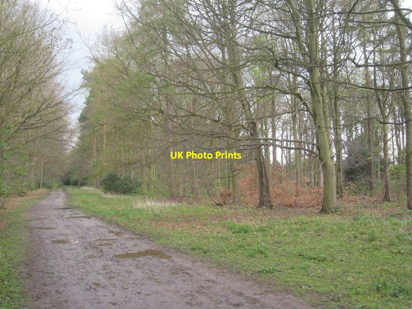 Photo 6"x4" Ride through Mausoleum Woods Great Limber c2012